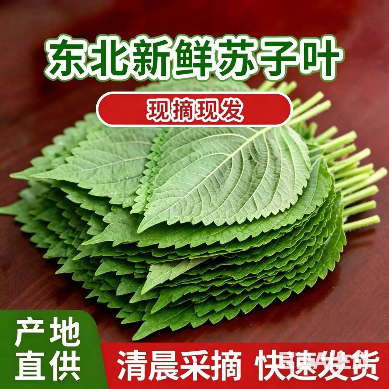 东北新鲜绿苏子叶韩式烤肉伴侣