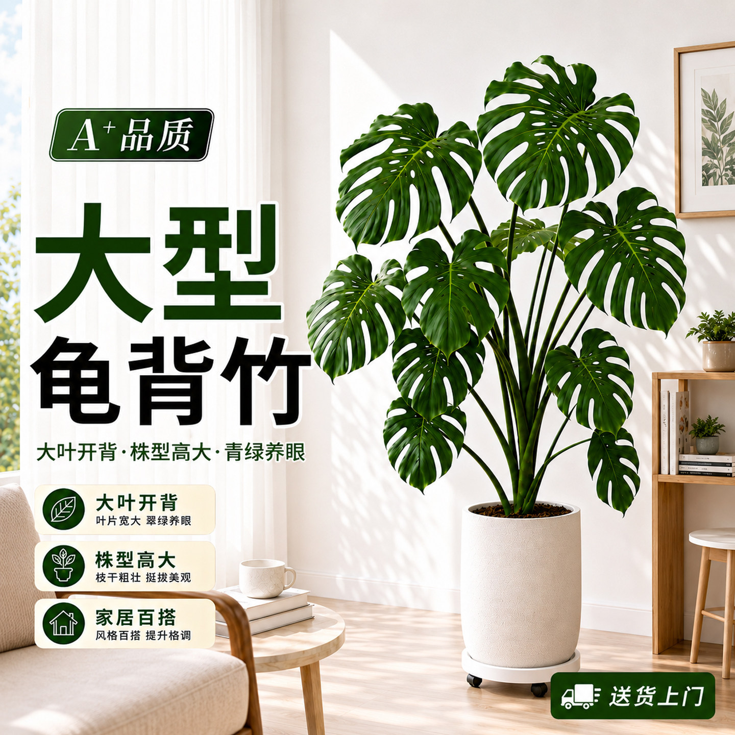 龟背竹客厅大盆栽老桩大叶图片