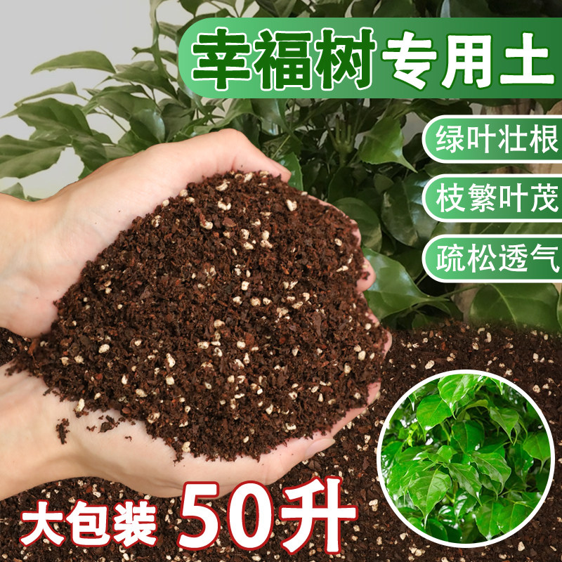 幸福树专用土营养土养花专用土壤幸福树专用肥料盆栽种植泥土花土