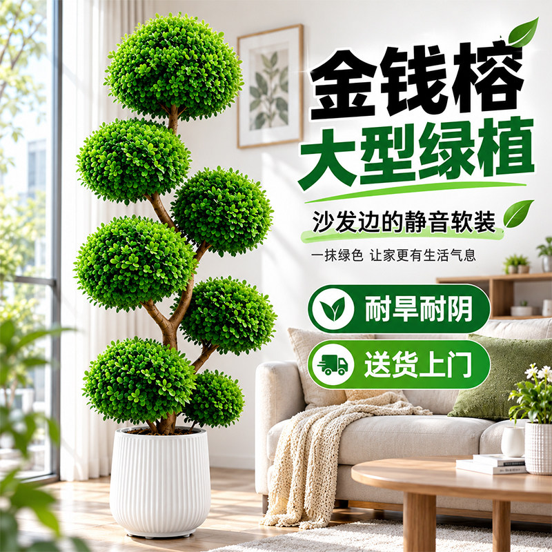 金钱榕摇钱树盆栽办公室大型发财树乔迁开业礼物室内客厅绿植招财