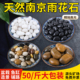 高光鹅卵石铺路铺地庭院花园造景天然大小石头雨花石原石鹅软暖石