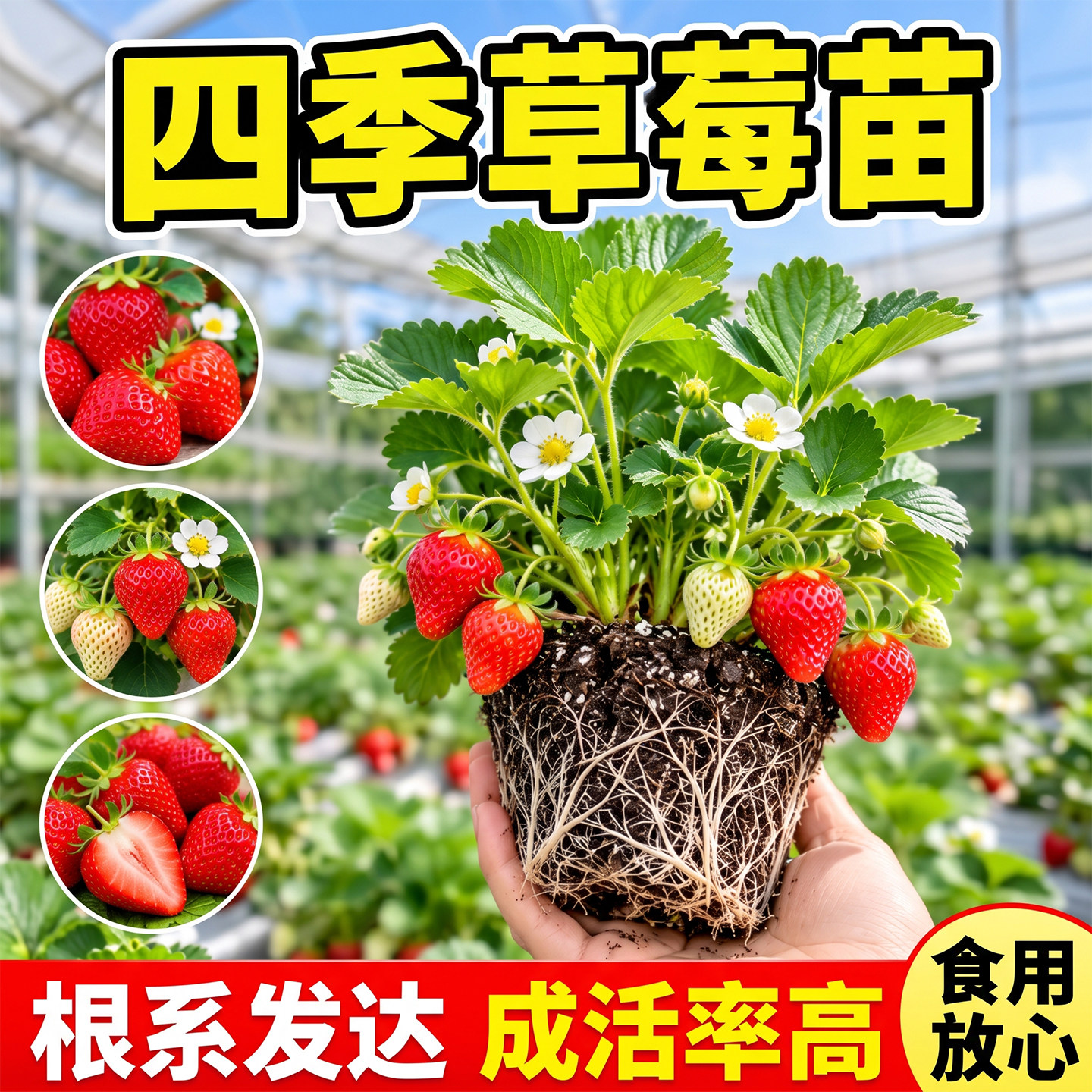 四季草莓苗奶油红颜草莓秧大棚种植草莓盆栽当年结果新苗带土果苗