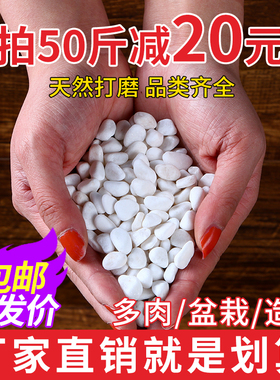 白石子白色鹅卵石小石子石头庭院造景铺地花盆盆栽多肉铺面景观石
