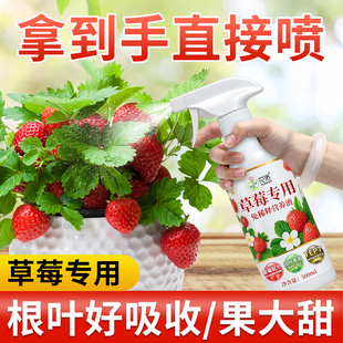 草莓专用营养液营养肥即喷免稀释家用绿植花卉室内阳台盆栽液体肥