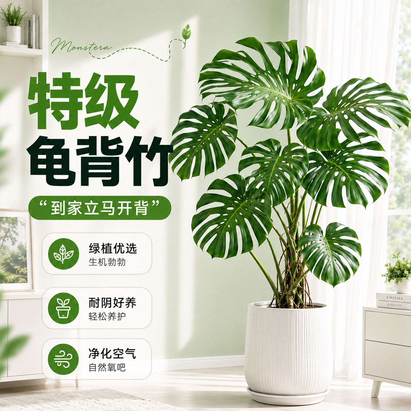 龟背竹客厅大盆栽开背大叶老桩图片