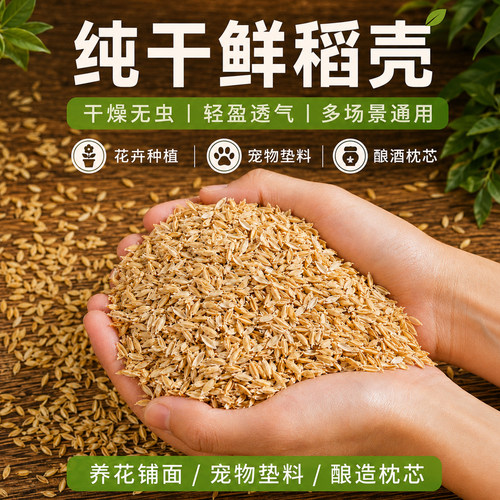 新鲜干稻壳稻谷优质新鲜水稻谷壳