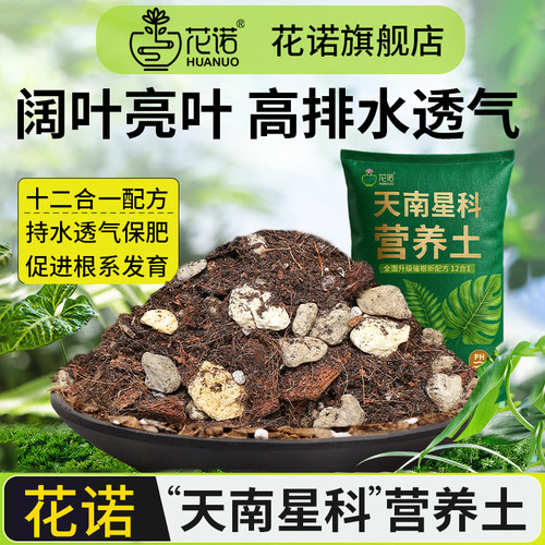 顶配天南星科专用土龟背竹海芋