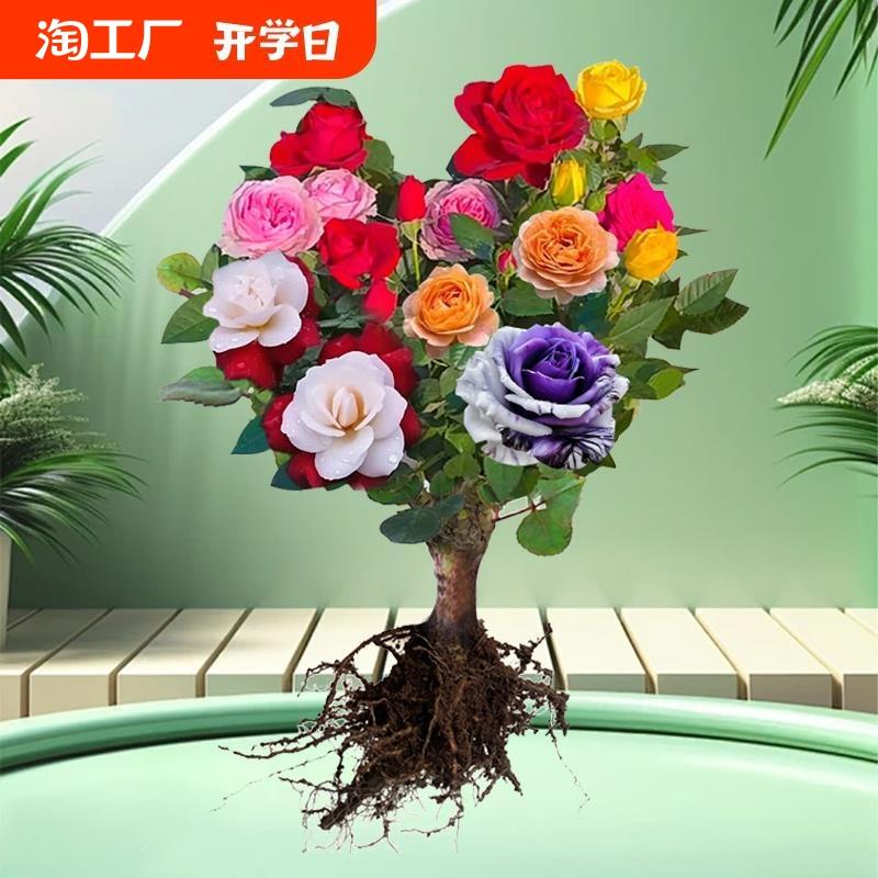 嫁接玫瑰花苗10年老桩多色大花月季花卉盆栽植物阳台室内外