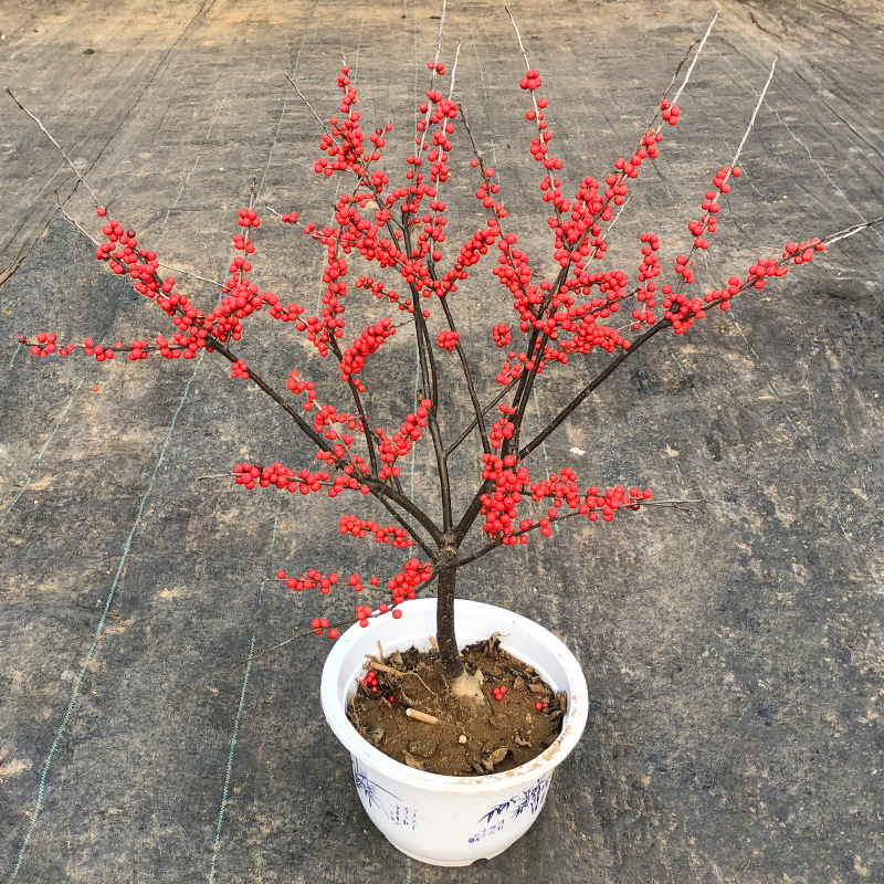 秋冬热卖北美冬青盆栽盆景鲜切花枝红果切枝插花摆件富贵果发财果