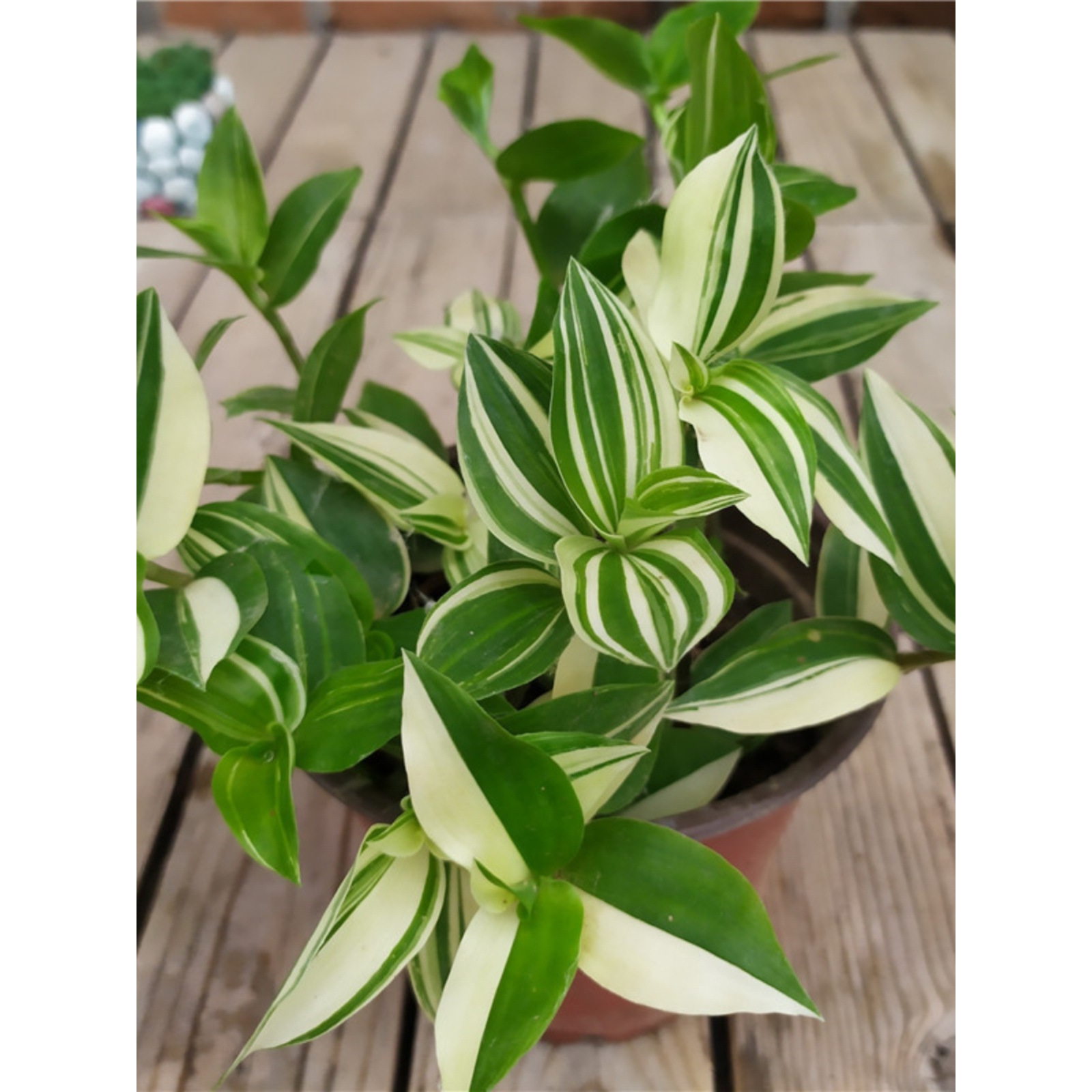 青白玉吊兰花叶吊竹梅阳台庭院吊兰盆栽观叶垂吊植物耐旱小绿植