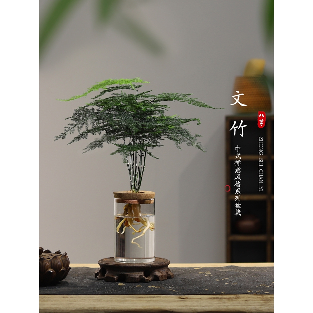 文竹水培植物绿植办公室内水养绿萝花卉客厅桌面盆栽四季水生好养