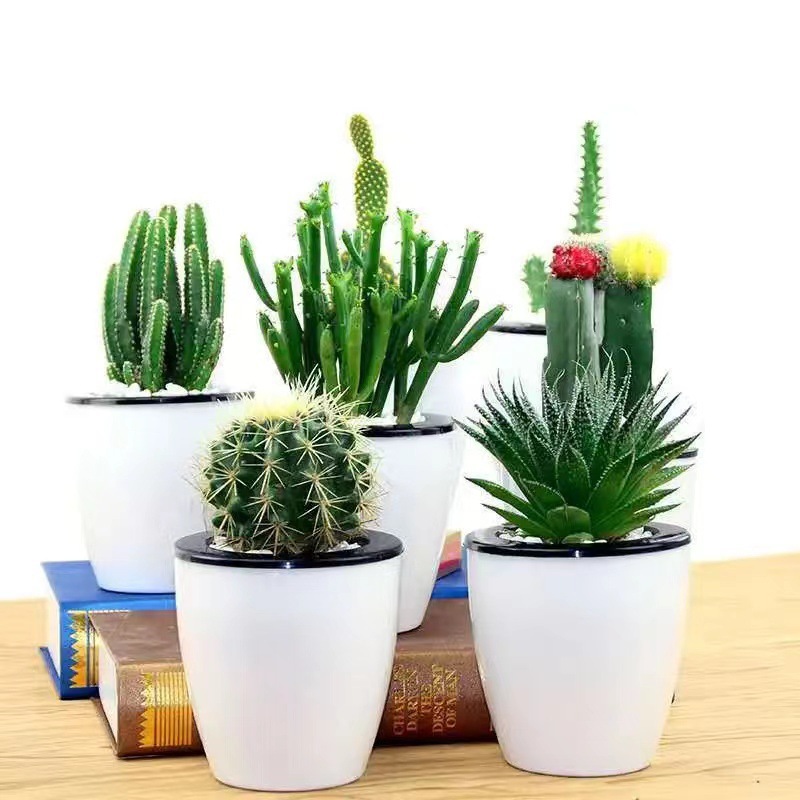 多肉植物仙人球盆栽植物仙人掌办公室内盆栽仙人掌类植物花卉盆栽