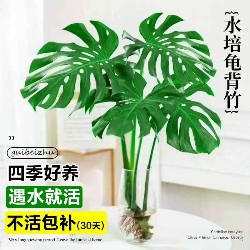 龟背竹水培植物室内易活天堂鸟盆栽办公桌面懒人花卉绿植四季常青