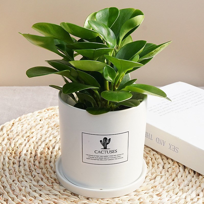 青叶碧玉豆瓣绿多肉礼品吸二手烟好养桌面室内绿植小植物盆栽客厅