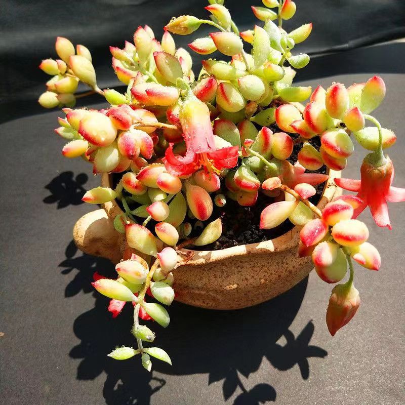 达摩福娘多肉植物老桩带香味花苞懒人办公室内阳台绿植花卉盆栽