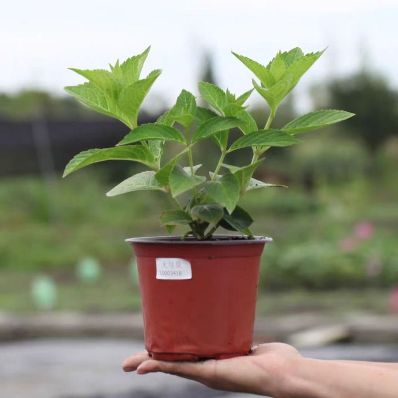 绣球花苗老桩无尽夏盆栽花卉四季开花室内花阳台观花庭院植物