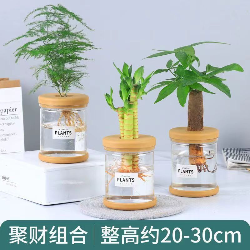 栀子花文竹水培植物桌面盆景绿植吉利红小盆栽办公室桌面小绿植