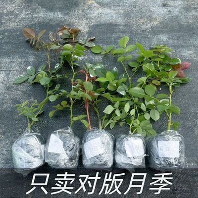 灌木月季小苗品种齐全四季开花植物盆栽地栽阳台庭院好养欧月玫瑰