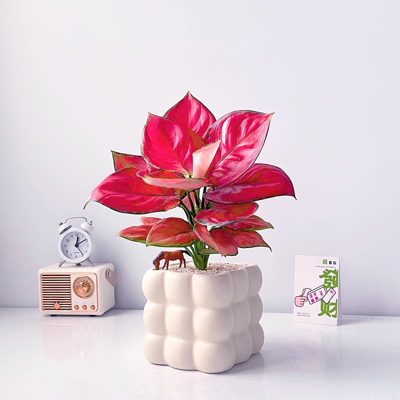 吉利红室内绿植客厅书房桌面新手好养四季北欧风解压盆栽礼物