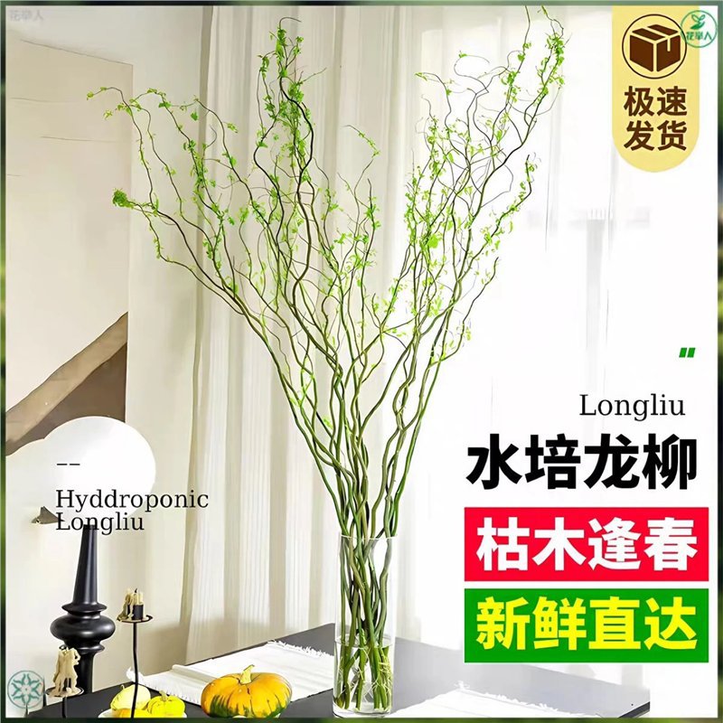 龙柳鲜枝客厅插花落地水养桌摆植物水培易活观叶水培绿植懒人绿植