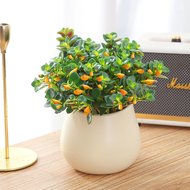 金鱼吊兰盆栽室内盆景花卉新手好养观花绿植带花大盆黄色金鱼吊兰