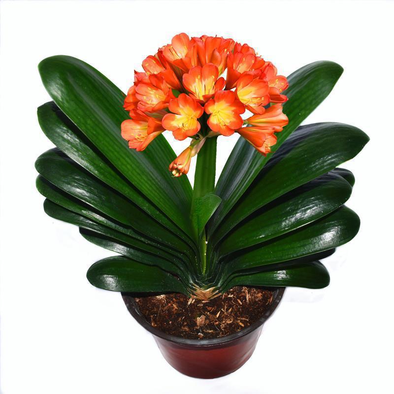 君子兰四季盆栽花苞老苗大小苗花卉植物室内花好养圆头和尚长春