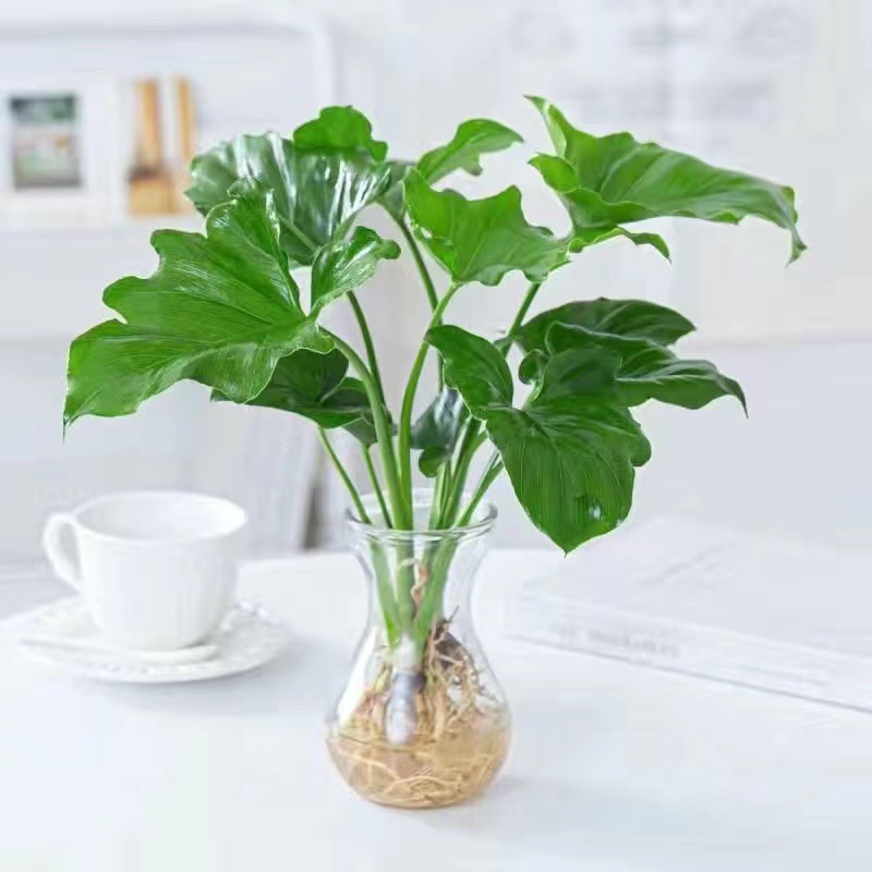 春羽春雨绿植盆栽小天使盆栽大叶室内花卉好养龟背竹水培绿植花卉