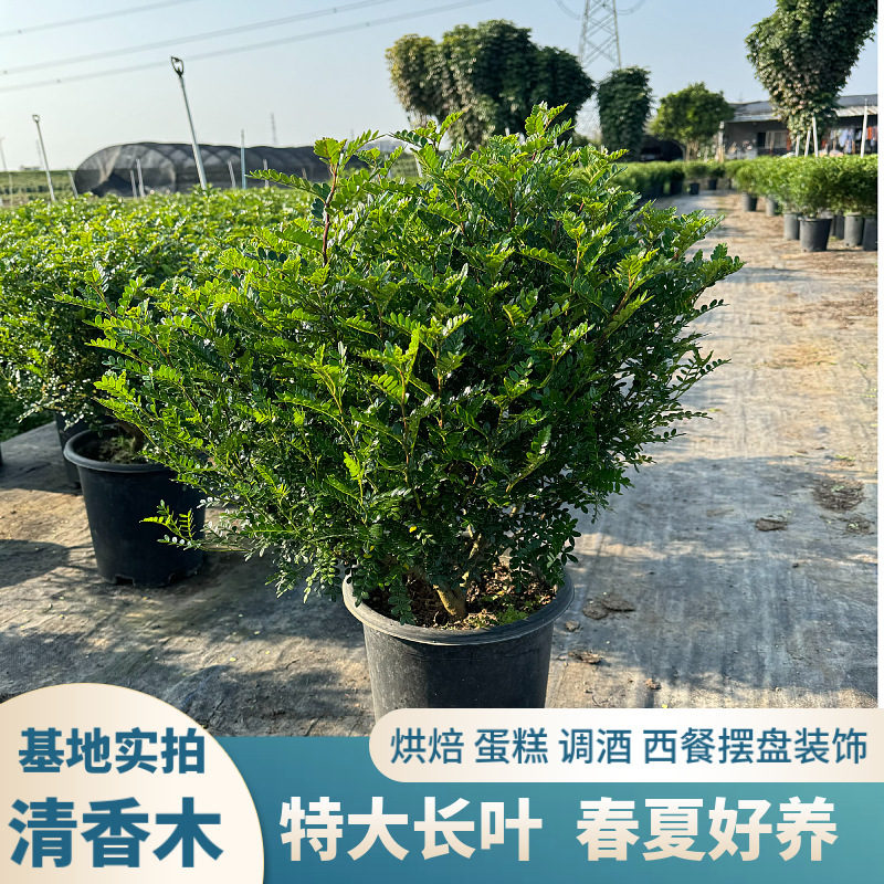 商用满叶清香木绿植盆栽烘焙蛋糕调酒提拉米苏装饰摆盘绿叶花草