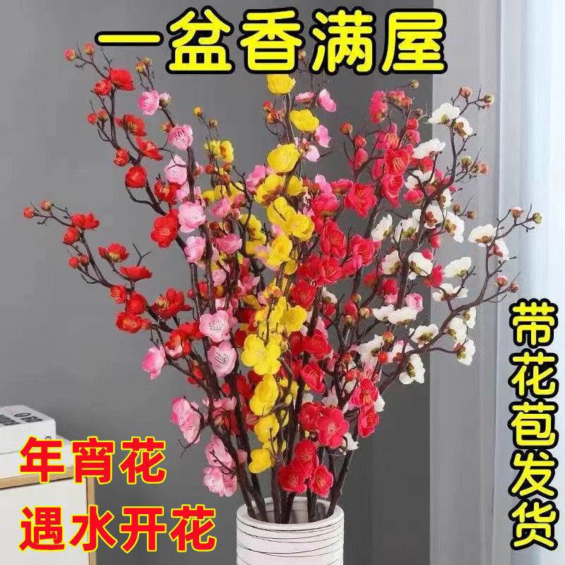 【特价】腊梅花枝泡水开花水培花卉室内水培耐寒干燥树枝梅客厅摆