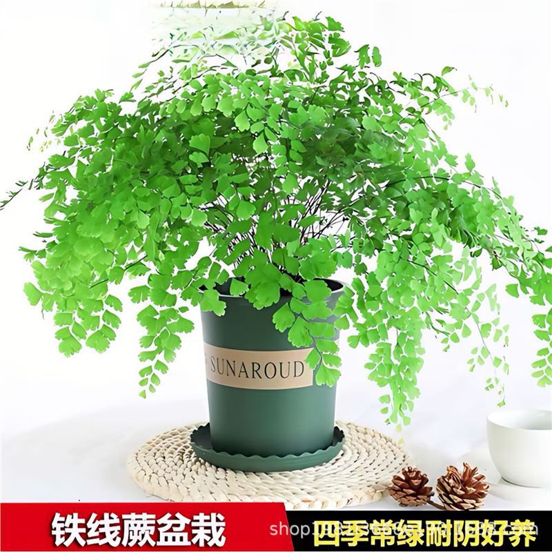 铁线蕨盆栽密叶水培蕨植物耐阴客厅室内外垂吊好养活四季常青绿植
