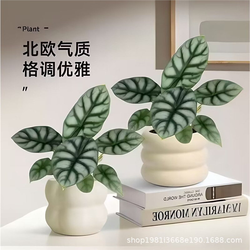 白犀牛海芋盆栽北欧ins风绿植室内客厅植物桌面趣味高级小盆景
