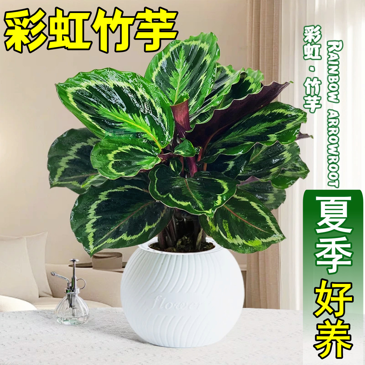 彩虹竹芋盆栽水培孔雀竹芋彩叶绿植物花卉室内夏季天除好养活