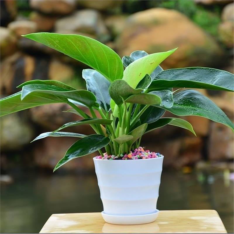 金钻盆栽绿公主水培绿植吸除室内多肉四季好养花卉