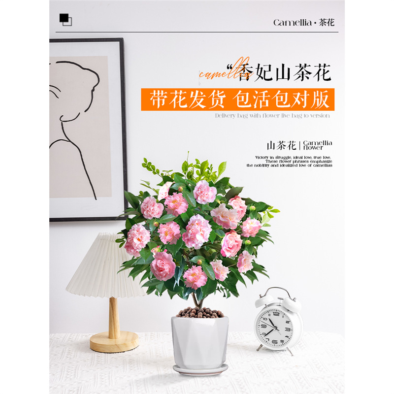 香妃山茶花树苗盆栽带花苞室内客厅阳台绿植花卉四季开花懒人好养
