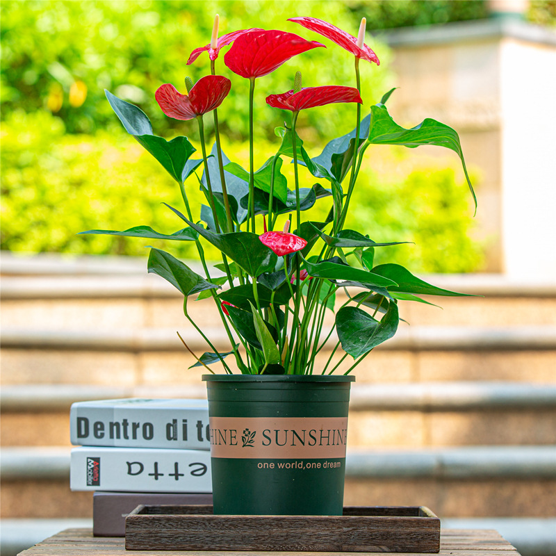 红掌盆栽客厅净化空气植物室内四季开花好养易活花卉鸿运当头花苗