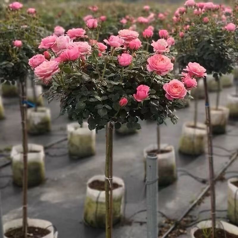 树状棒棒糖树桩月季花苗室外庭院四季开花植物盆栽绿植玫瑰花树苗