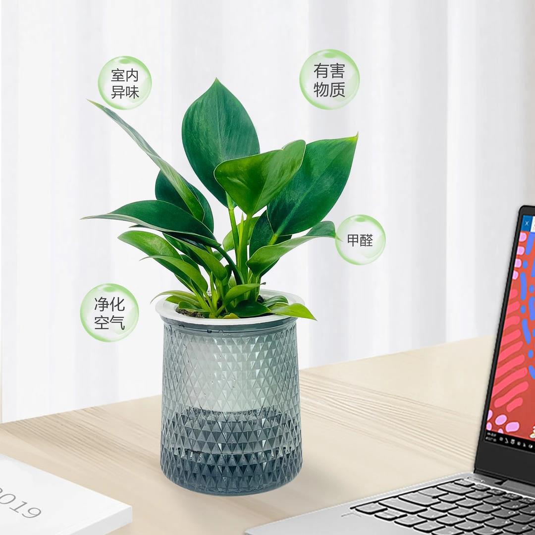 【 买一送一】金钻盆栽室内净化空气美观桌面绿植办公室四季常青