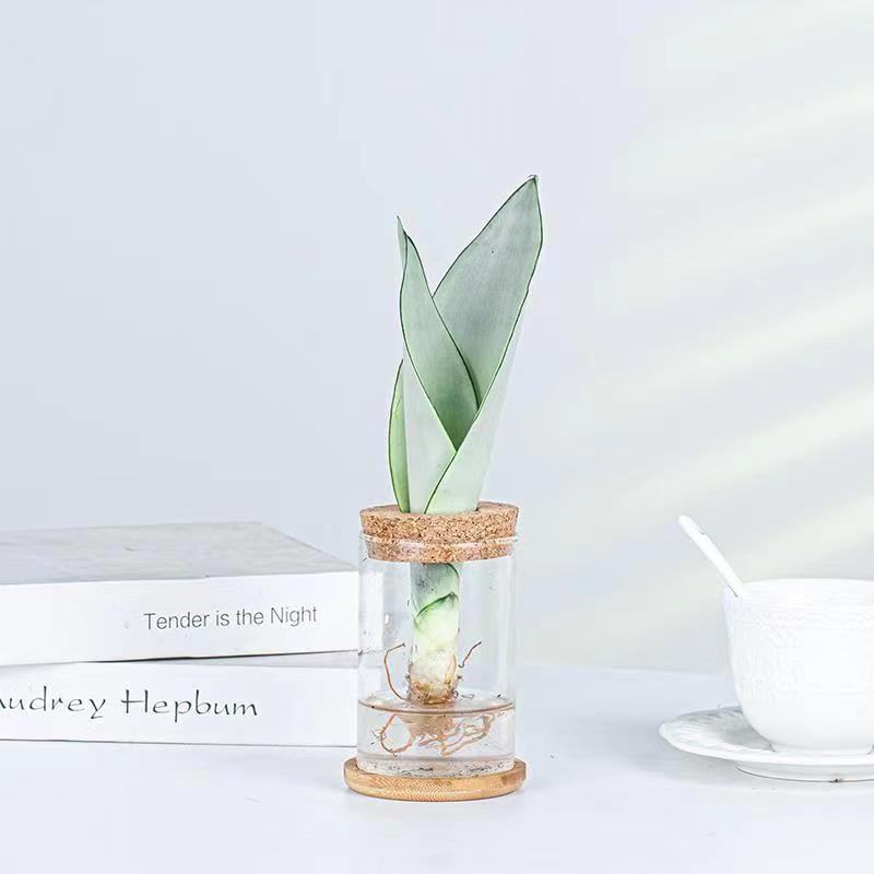 水培植物春羽虎皮兰澳洲杉室内桌面办公室植物小盆栽好养室内花