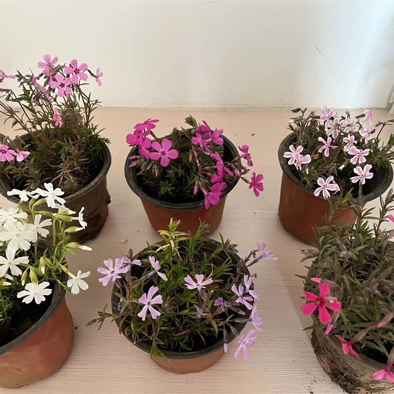 【直播专享】芝樱花苗地被丛生福禄考花苗庭院景观园林工程绿化苗
