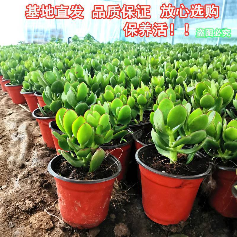 玉树盆栽老桩大叶红边玉树树苗精品多肉植物大颗好养室内花卉绿植