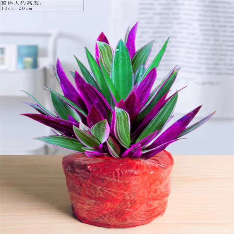 紫露兰水培绿植物吊兰小盆栽室内办公室桌面花卉油画婚礼四季好养