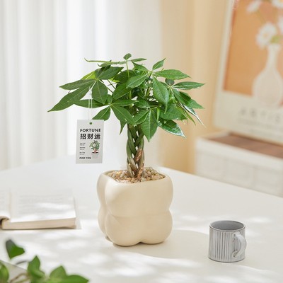 发财树室内外花卉盆景植物盆栽大招财树摇钱树花苗客厅大型绿植
