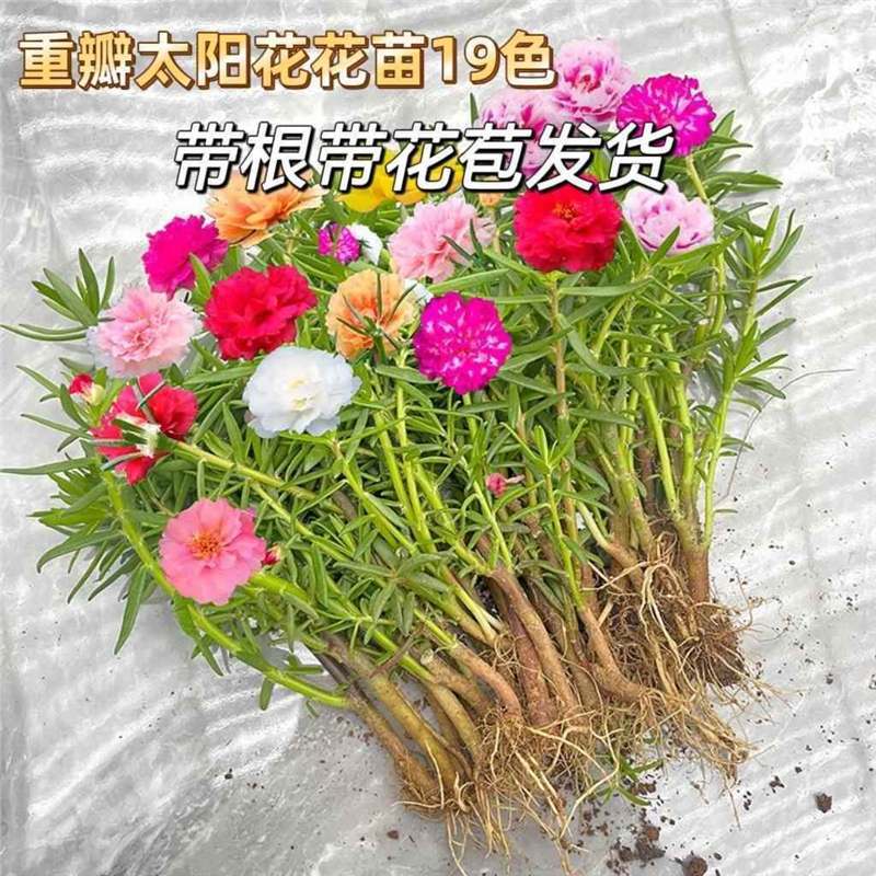 重瓣太阳花苗带根混色四季开花盆栽植物阳台庭院耐热绿植太阳花苗