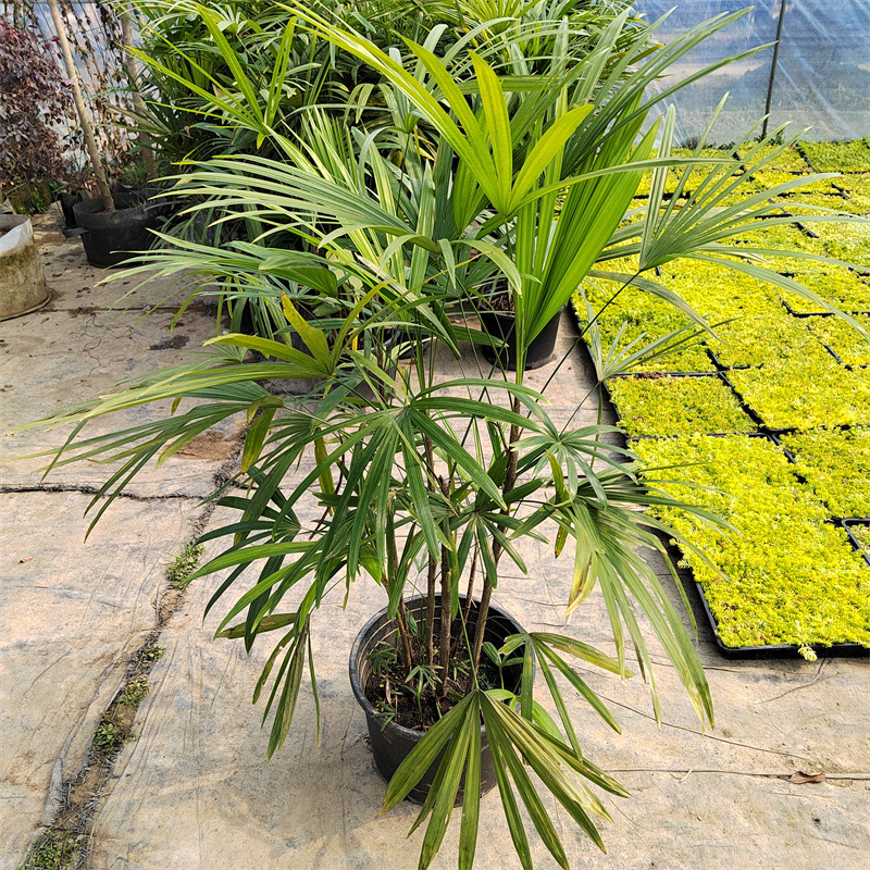 棕竹盆栽金山棕大型绿植花卉盆栽观叶植物四季常青好养活多年生