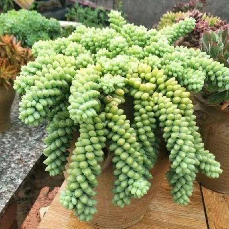玉坠多肉盆栽花卉吊兰新玉缀超大垂吊多肉植物苗容易爆盆净化空气