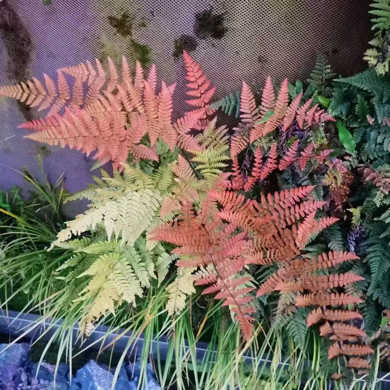 肾蕨彩虹蕨红盖鳞毛蕨鸟巢蕨耐热耐寒好养活户外庭院观叶植物花卉