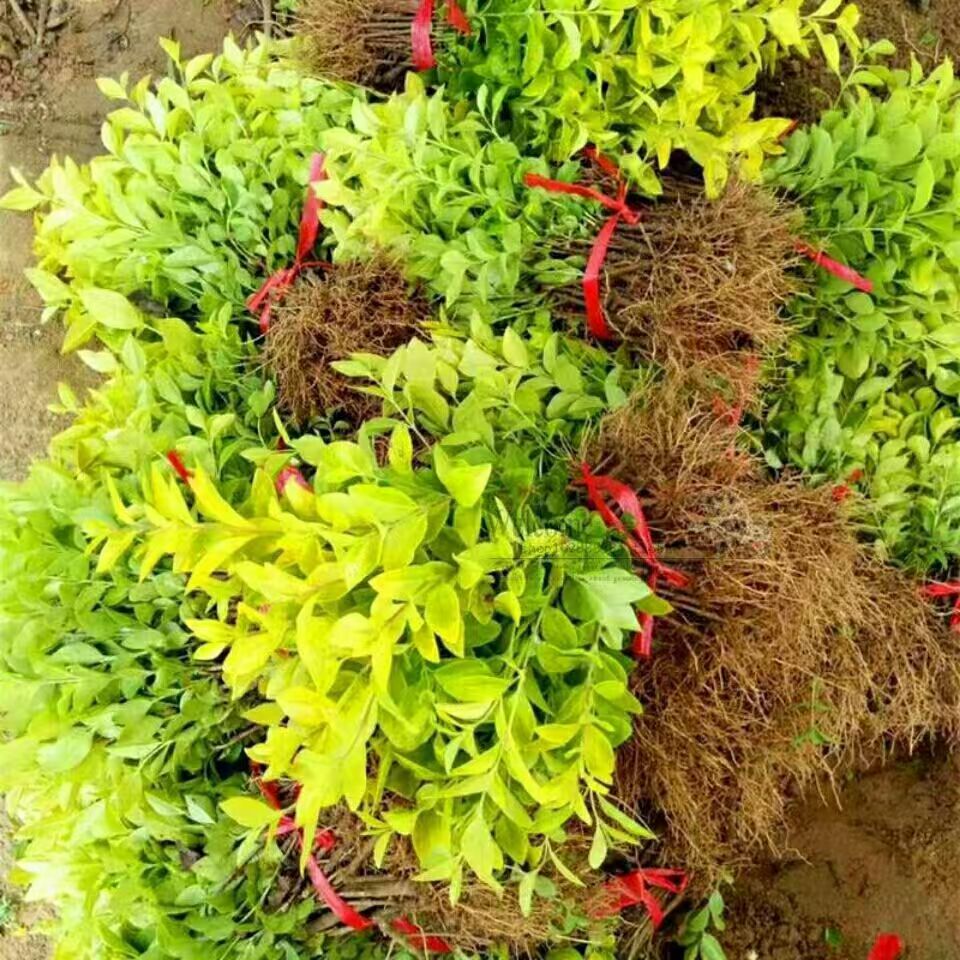 庭院金叶女贞绿篱围墙绿化树苗