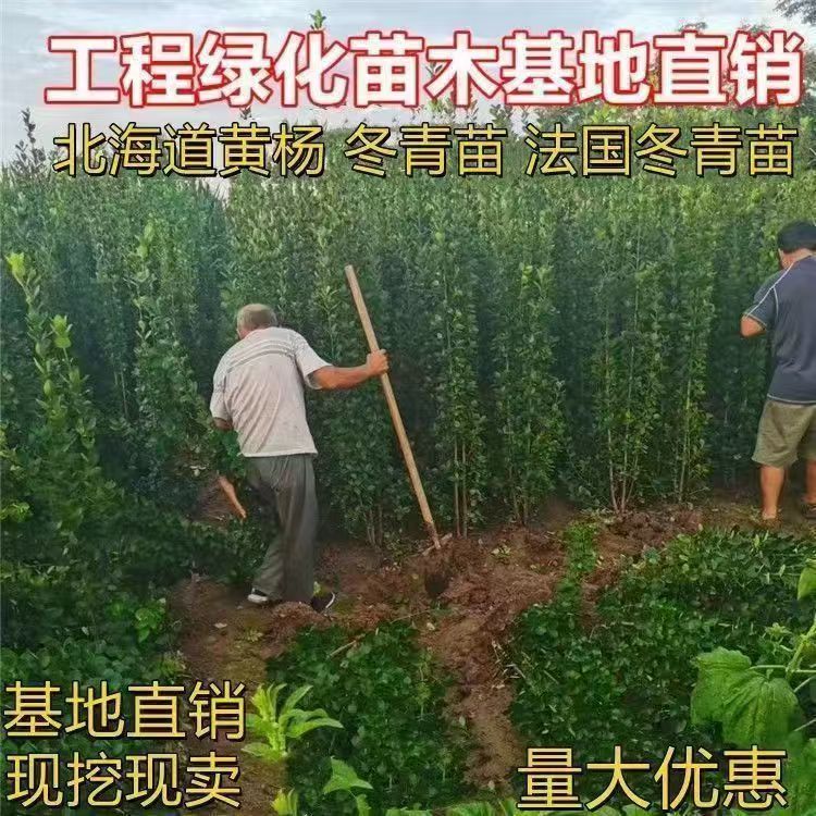北海道围栏篱笆墙篱笆院四常季青