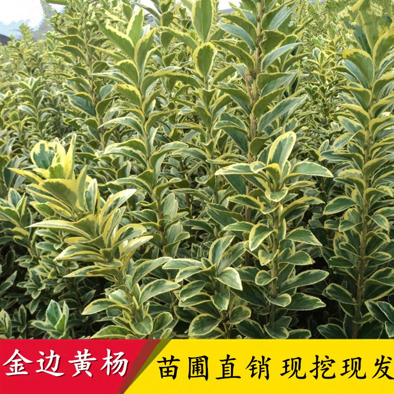 金边黄杨树苗绿植围墙冬青苗庭院四季常青树苗篱笆植物耐寒常绿