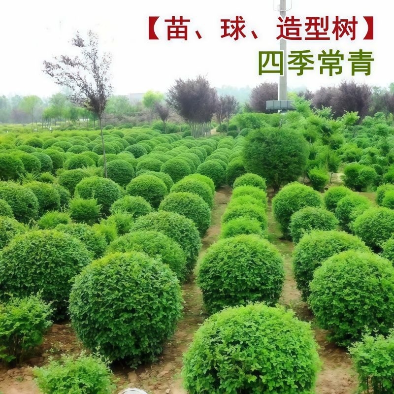 小叶女贞球庭院别墅风景树小区绿化树苗大全耐寒四季常青球形绿植